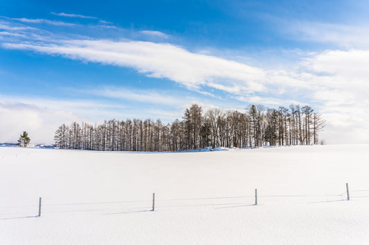 The Perfect Winter Holiday: Sapporo Awaits You!