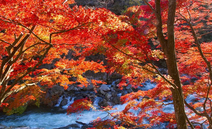 Top 10 Lugar para sa Panonood ng mga Dahon sa Taglagas sa Fukushima
